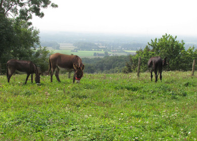 Drei Esel auf der Wiese am Lengericher Canyon