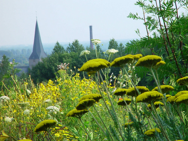 Blick auf den Kirchturm von Lengerich