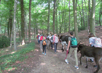 Ein Gruppe wandert mit Eseln im Teutoburger Wald