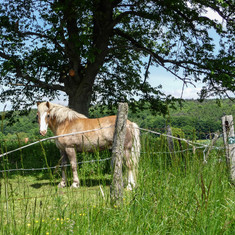 Pferd steht im Schatten eines Baumes