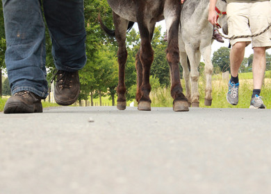 Wandern mit tierischem Begleiter. Due Hufen trappeln auf Asphalt